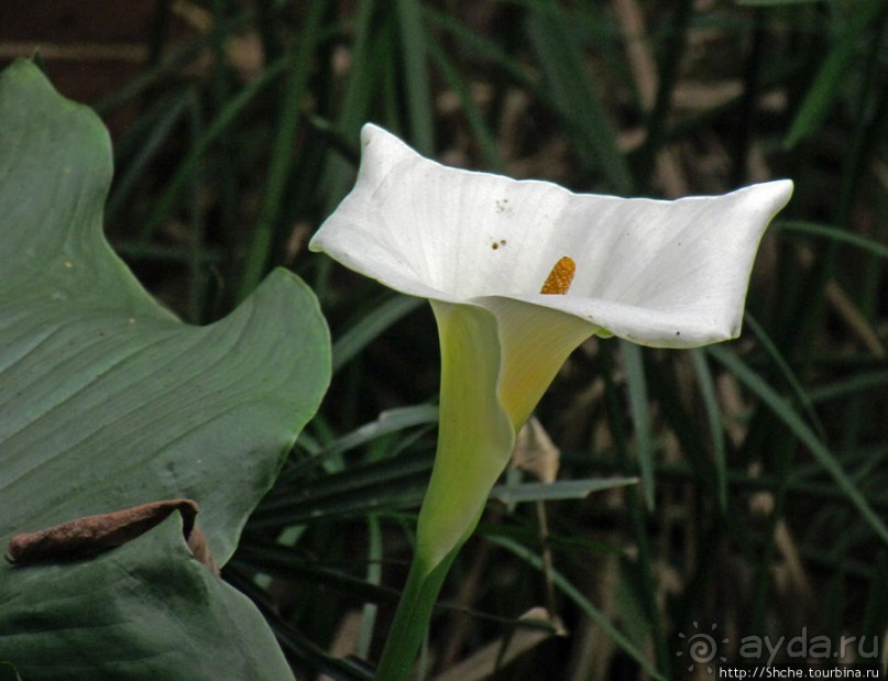 Частный парк "Vakona" - крокодилы, фосса и не только...