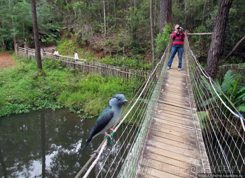 Частный парк "Vakona" - крокодилы, фосса и не только...