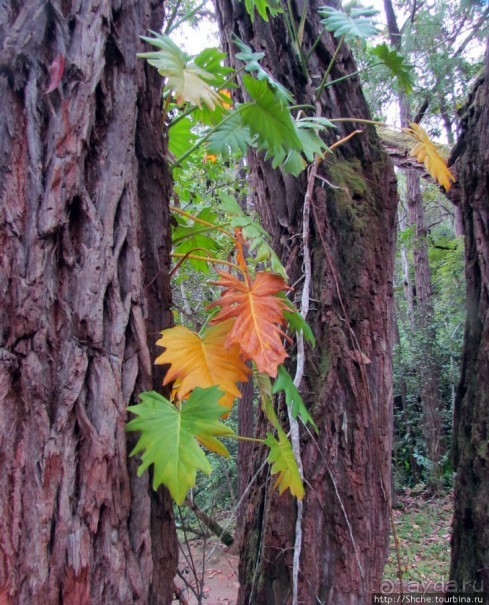 Частный парк "Vakona" - крокодилы, фосса и не только...