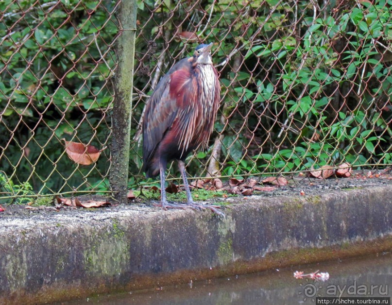 Частный парк "Vakona" - крокодилы, фосса и не только...