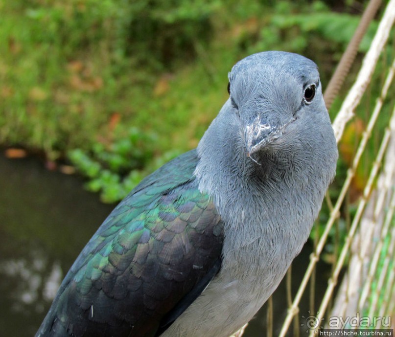Частный парк "Vakona" - крокодилы, фосса и не только...
