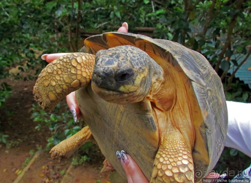 Частный парк "Vakona" - крокодилы, фосса и не только...