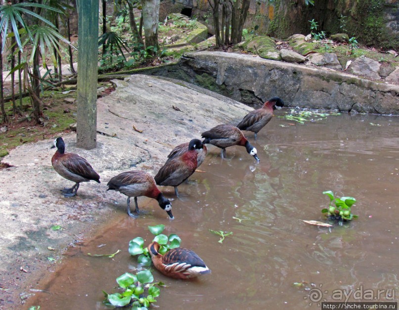 Частный парк "Vakona" - крокодилы, фосса и не только...