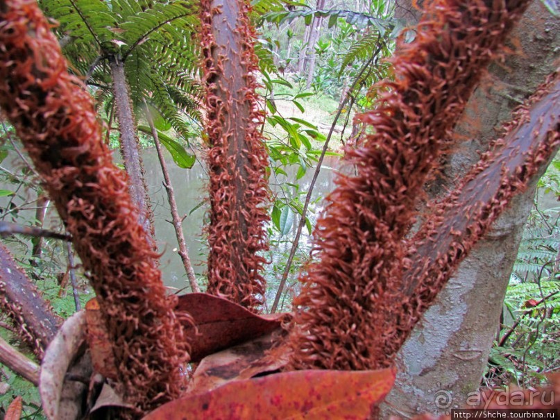 Частный парк "Vakona" - крокодилы, фосса и не только...