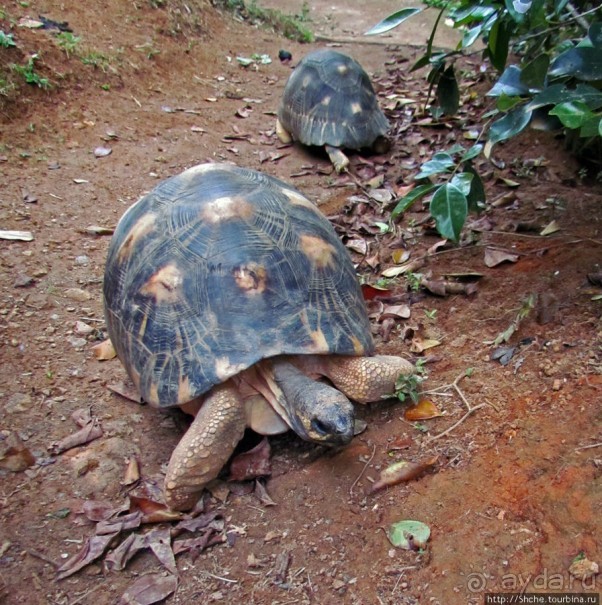 Частный парк "Vakona" - крокодилы, фосса и не только...