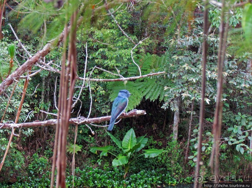 Частный парк "Vakona" - крокодилы, фосса и не только...