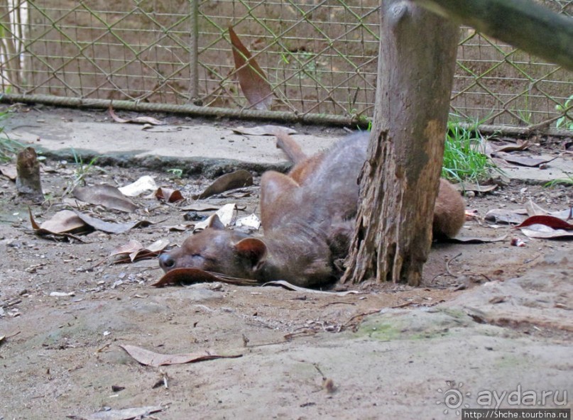 Частный парк "Vakona" - крокодилы, фосса и не только...