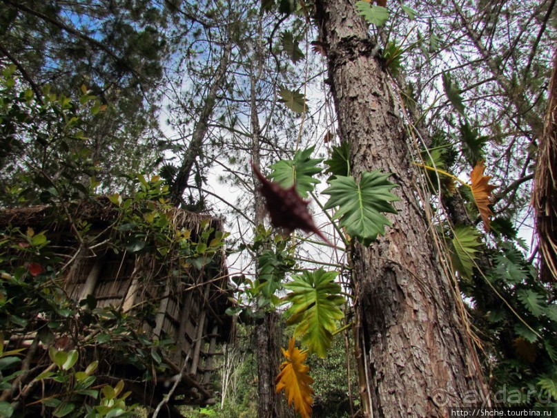 Частный парк "Vakona" - крокодилы, фосса и не только...