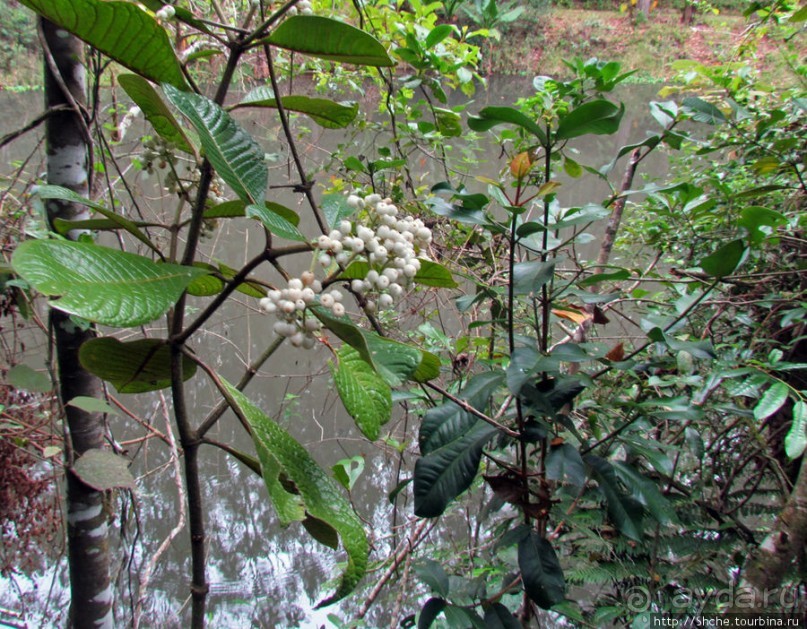 Частный парк "Vakona" - крокодилы, фосса и не только...