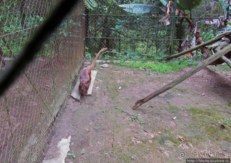 Частный парк "Vakona" - крокодилы, фосса и не только...