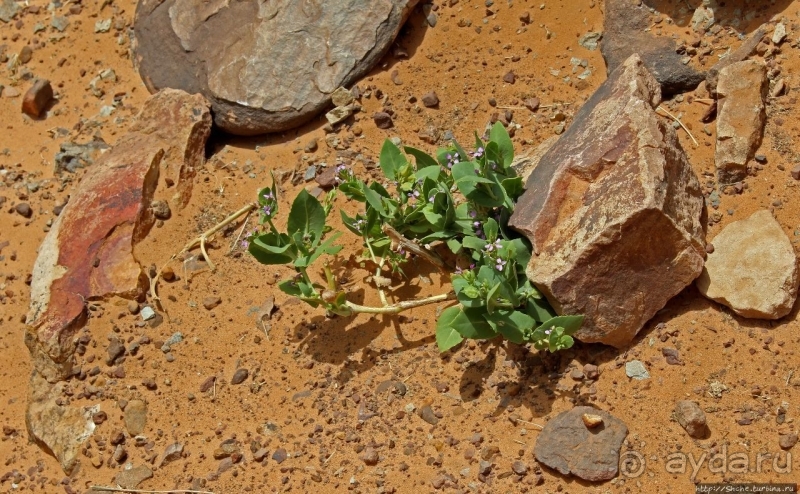 На старой караванной дороге