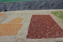 Чонсам — образцово-показательная деревня в КНДР