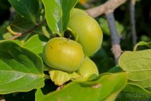 Чонсам — образцово-показательная деревня в КНДР