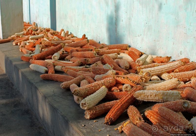 Чонсам — образцово-показательная деревня в КНДР