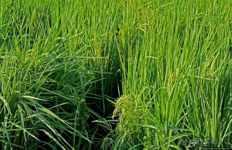 Чонсам — образцово-показательная деревня в КНДР