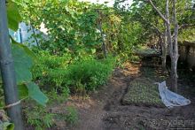 Чонсам — образцово-показательная деревня в КНДР