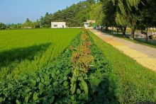 Чонсам — образцово-показательная деревня в КНДР