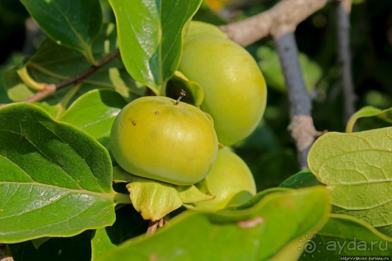 Чонсам — образцово-показательная деревня в КНДР