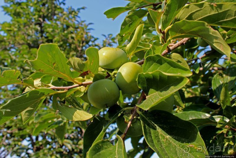 Чонсам — образцово-показательная деревня в КНДР