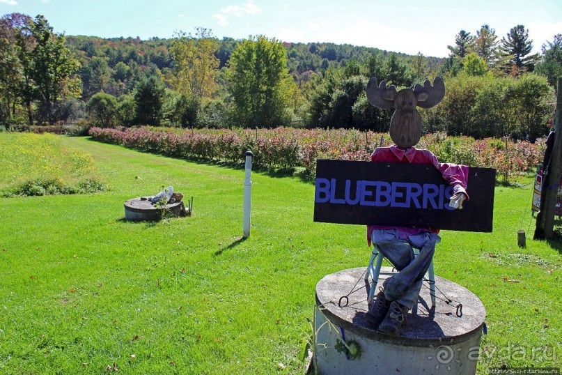 В гостях у Радуги. Черничная горчица и др. на ферме Вермонта