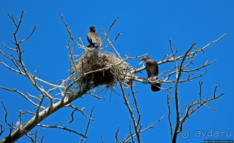 Куршкая Коса (Литовский участок) — объект ЮНЕСКО №994