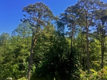 Куршкая Коса (Литовский участок) — объект ЮНЕСКО №994