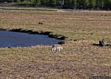 Река Мэдисон (Madison River) - 23 километра пути