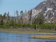 Река Мэдисон (Madison River) - 23 километра пути