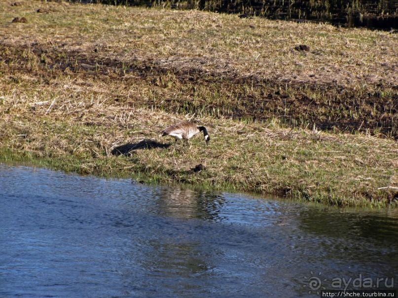 Река Мэдисон (Madison River) - 23 километра пути