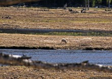 Река Мэдисон (Madison River) - 23 километра пути