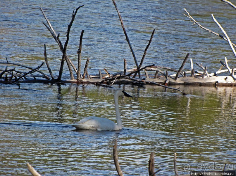 Река Мэдисон (Madison River) - 23 километра пути