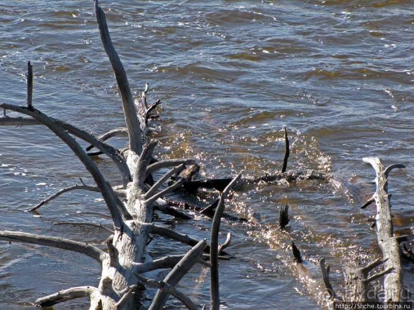 Река Мэдисон (Madison River) - 23 километра пути