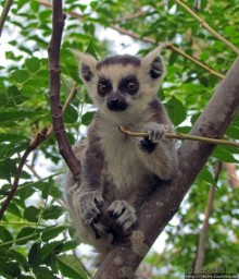 Страна Лемурия. 5 способов посмотреть лемуров на Мадагаскаре