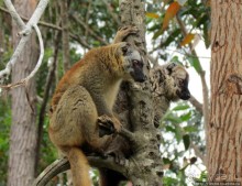 Страна Лемурия. 5 способов посмотреть лемуров на Мадагаскаре