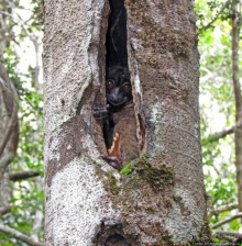 Страна Лемурия. 5 способов посмотреть лемуров на Мадагаскаре