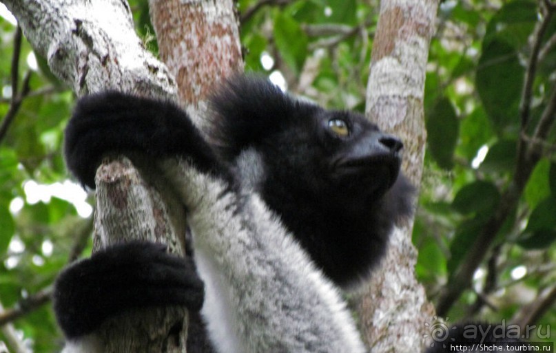 Страна Лемурия. 5 способов посмотреть лемуров на Мадагаскаре