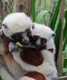 Страна Лемурия. 5 способов посмотреть лемуров на Мадагаскаре