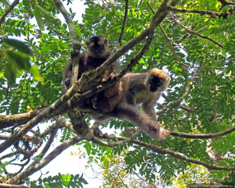 Страна Лемурия. 5 способов посмотреть лемуров на Мадагаскаре