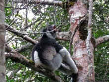 Страна Лемурия. 5 способов посмотреть лемуров на Мадагаскаре