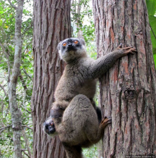 Страна Лемурия. 5 способов посмотреть лемуров на Мадагаскаре