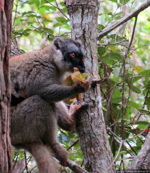 Страна Лемурия. 5 способов посмотреть лемуров на Мадагаскаре
