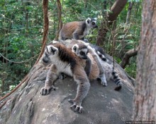 Страна Лемурия. 5 способов посмотреть лемуров на Мадагаскаре