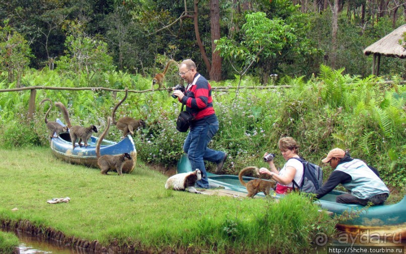 Страна Лемурия. 5 способов посмотреть лемуров на Мадагаскаре
