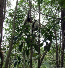 Страна Лемурия. 5 способов посмотреть лемуров на Мадагаскаре