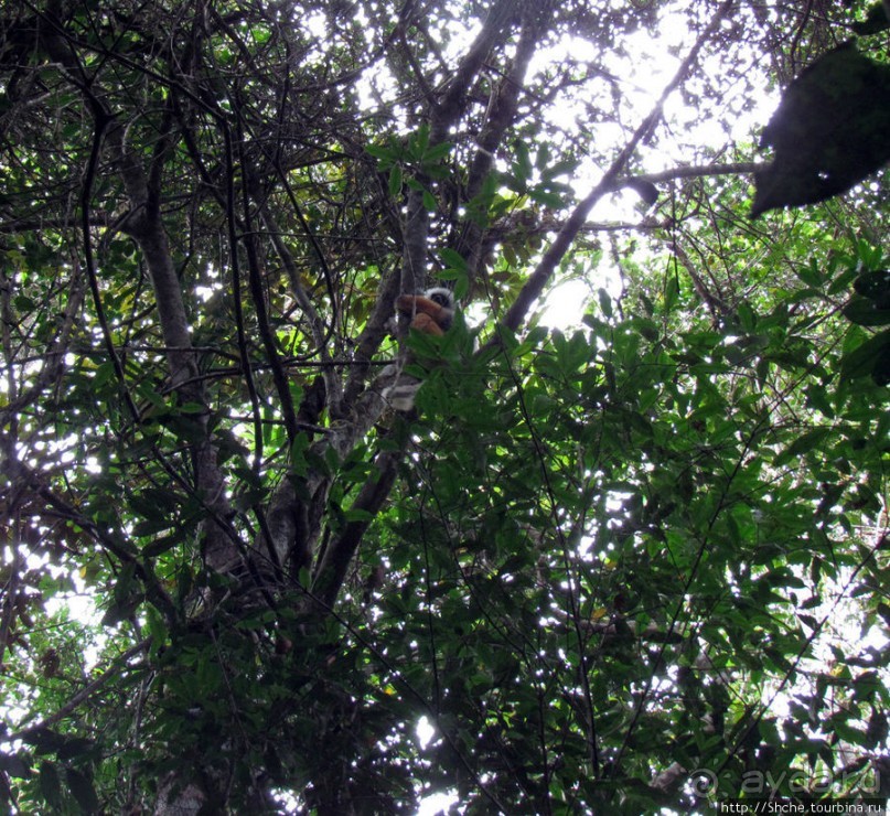 Страна Лемурия. 5 способов посмотреть лемуров на Мадагаскаре