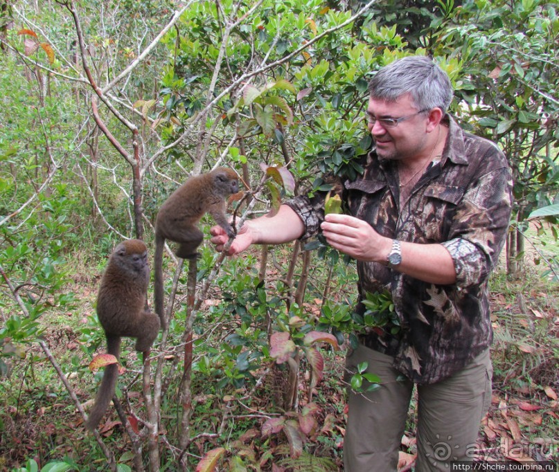 Страна Лемурия. 5 способов посмотреть лемуров на Мадагаскаре