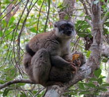 Страна Лемурия. 5 способов посмотреть лемуров на Мадагаскаре