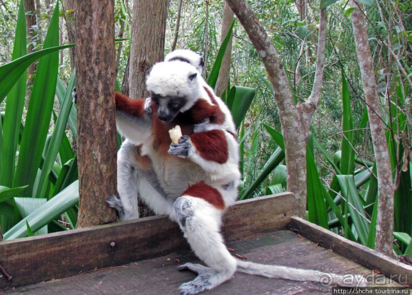 Страна Лемурия. 5 способов посмотреть лемуров на Мадагаскаре