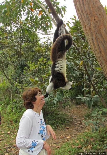 Страна Лемурия. 5 способов посмотреть лемуров на Мадагаскаре