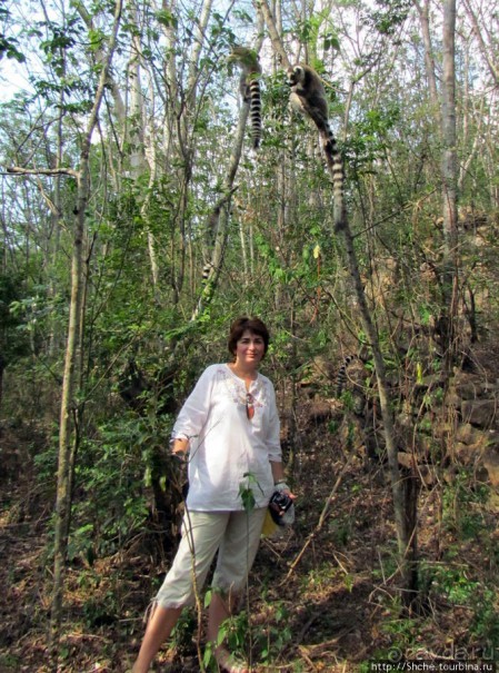 Страна Лемурия. 5 способов посмотреть лемуров на Мадагаскаре